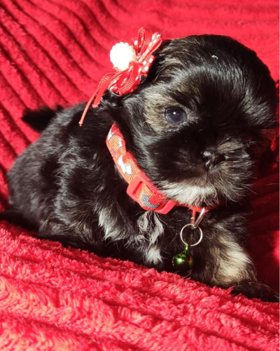 Shitzu Shih Tzu precio criadero colombia criadero medellin criadero Bogota criadero cali